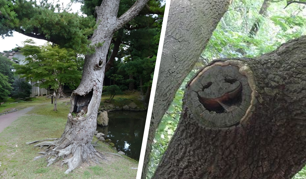 happiest-tree.png