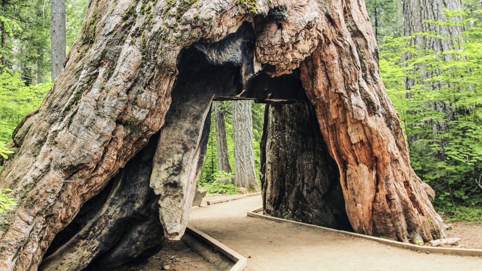 Drive-Through Redwoods Are Monuments to Violent Deforestation - The Atlantic