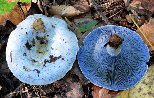 Indigo Milk Cap (Lactarius indigo) in Quebec