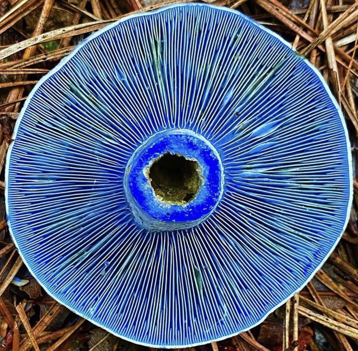 Lactarius indigo :) : r/mycology