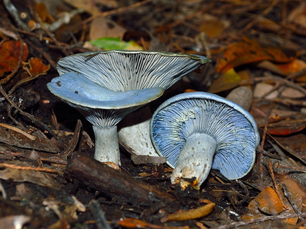 indigo milk cap (Lactarius indigo) · iNaturalist