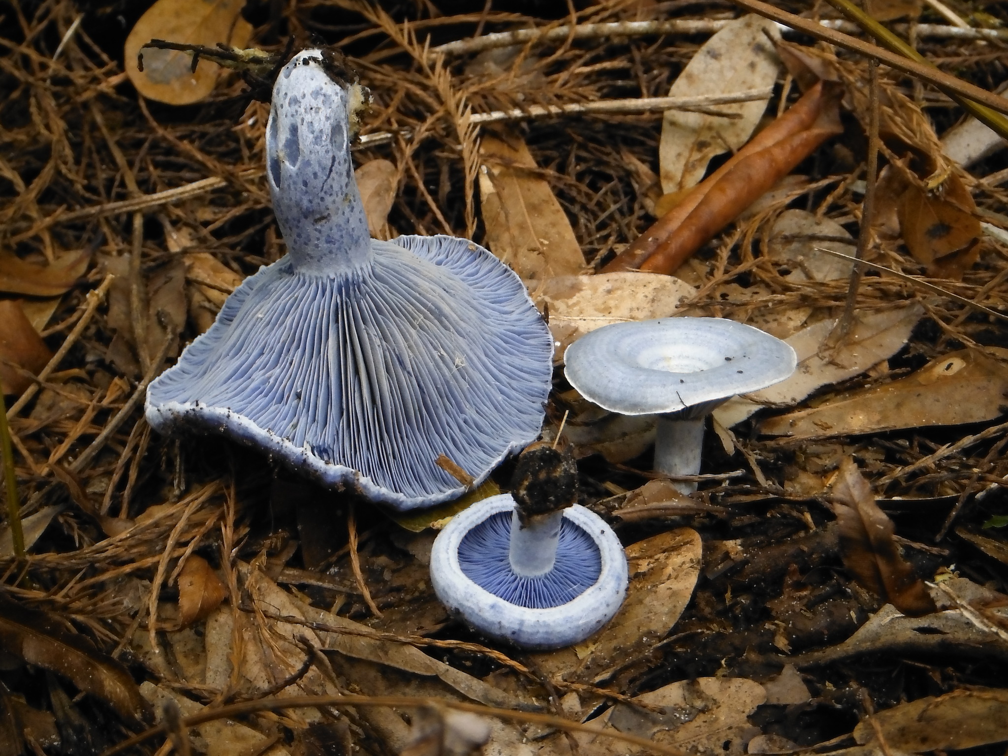 indigo milk cap (Lactarius indigo) · iNaturalist