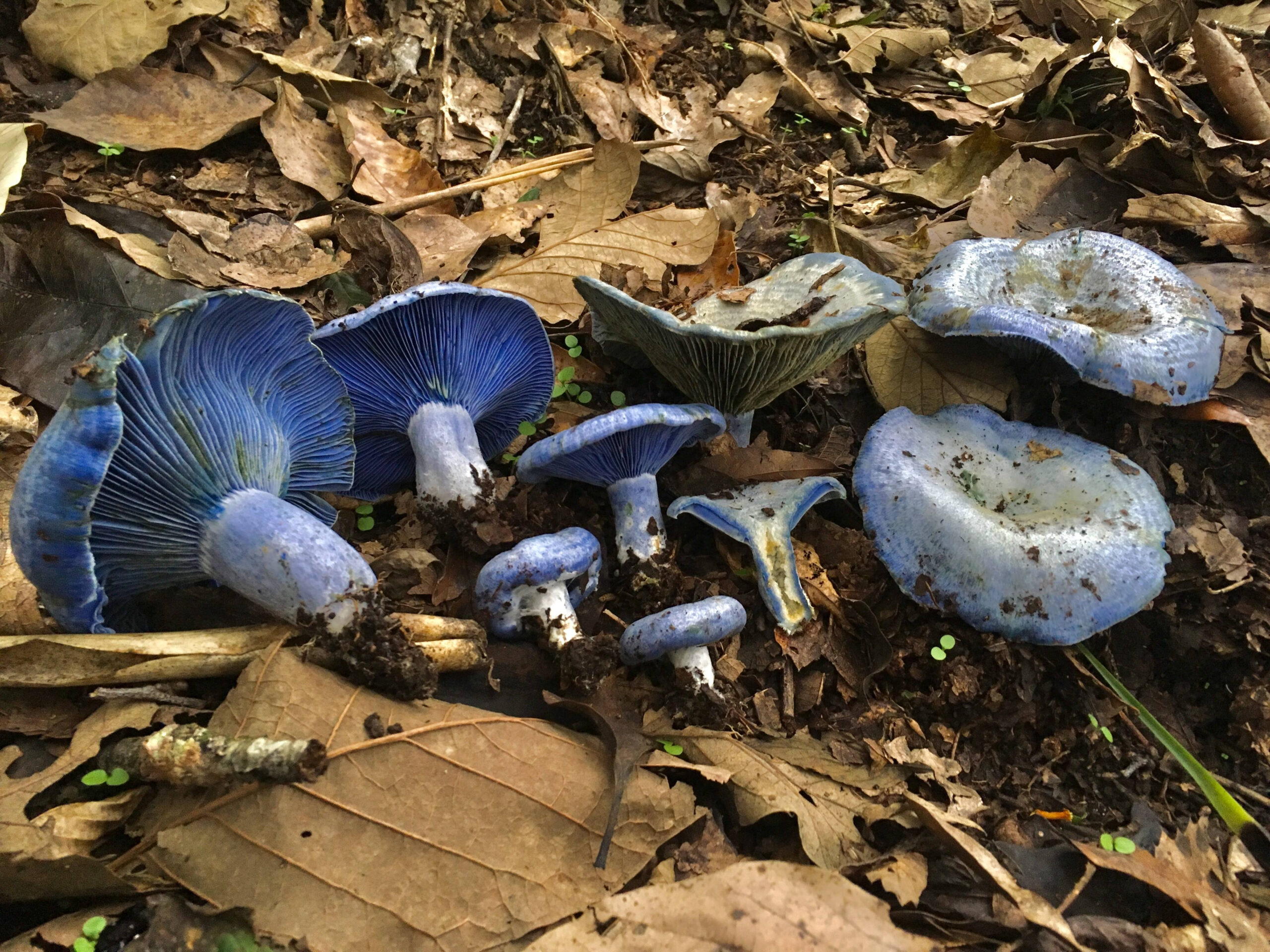 Foraging Indigo Milk Caps (Lactarius indigo) — Practical Self Reliance