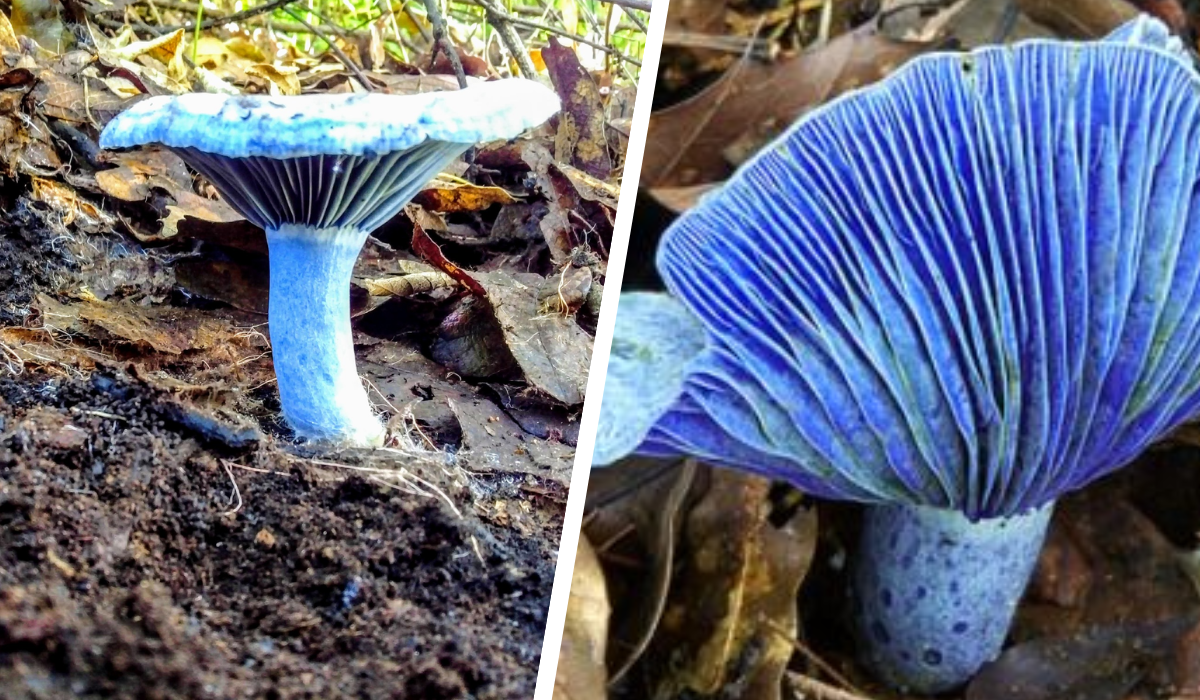 lactarius-indigo.png