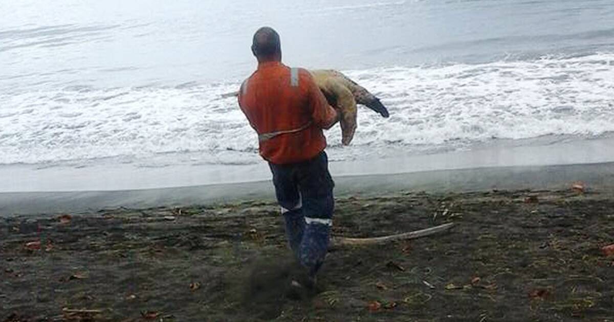 This Guy Buys Turtles From Food Market And Takes Them Right Back To The  Ocean - The Dodo