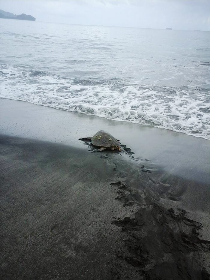 This Man From Greymouth Buys Turtle From Local Food Market And Releases  Them Back To Sea