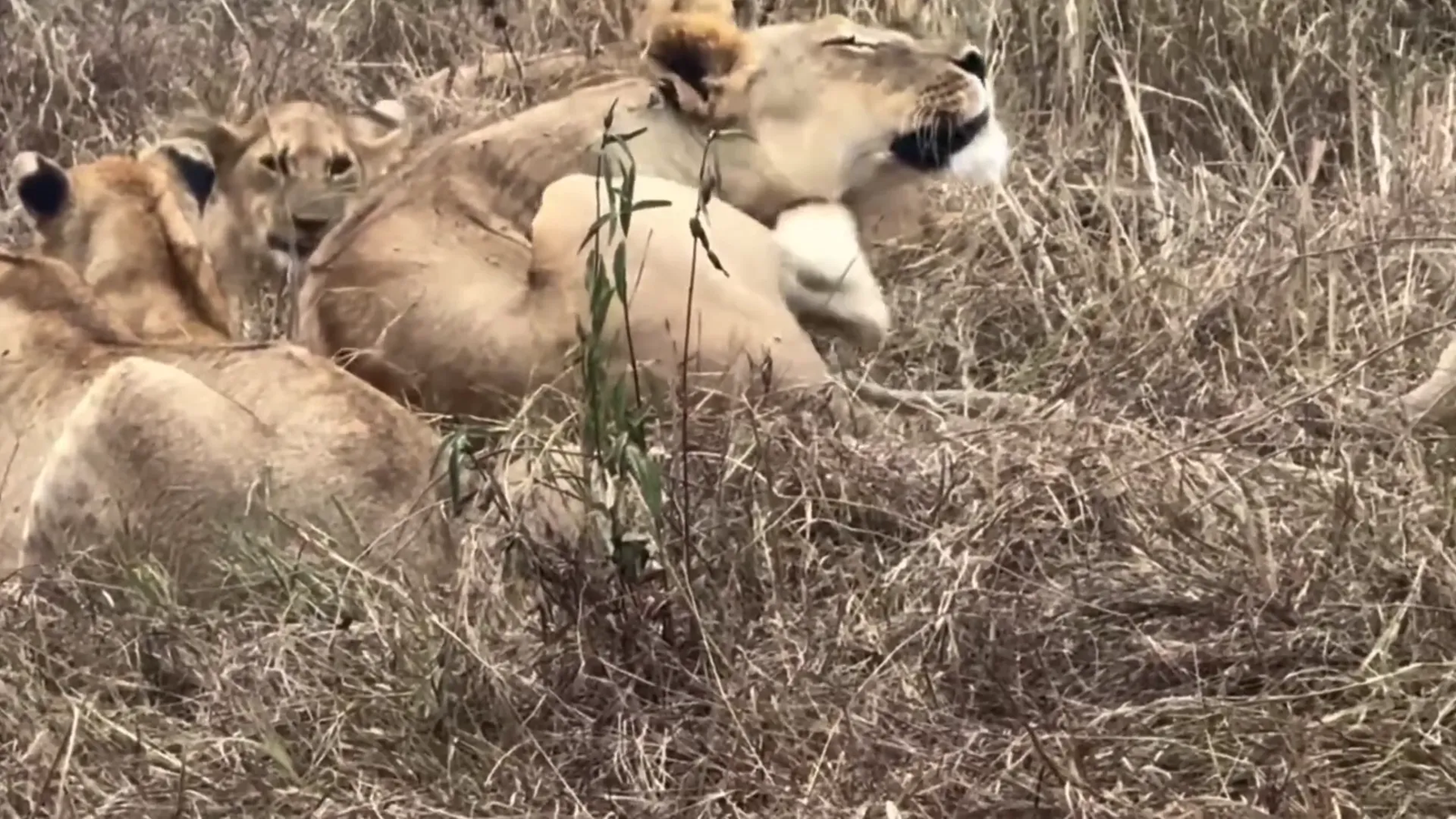 Lioness grooming her cub, strengthening their bond.