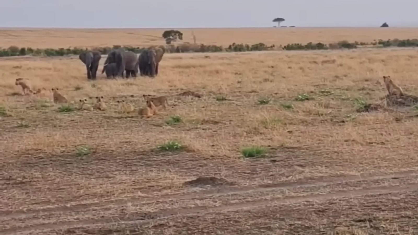 Lioness keeping a watchful eye on her cub.