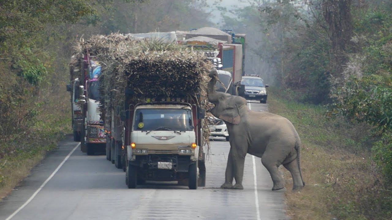 Elephant Stops Passing Trucks To Steal Bundles Of Sugar Cane - YouTube