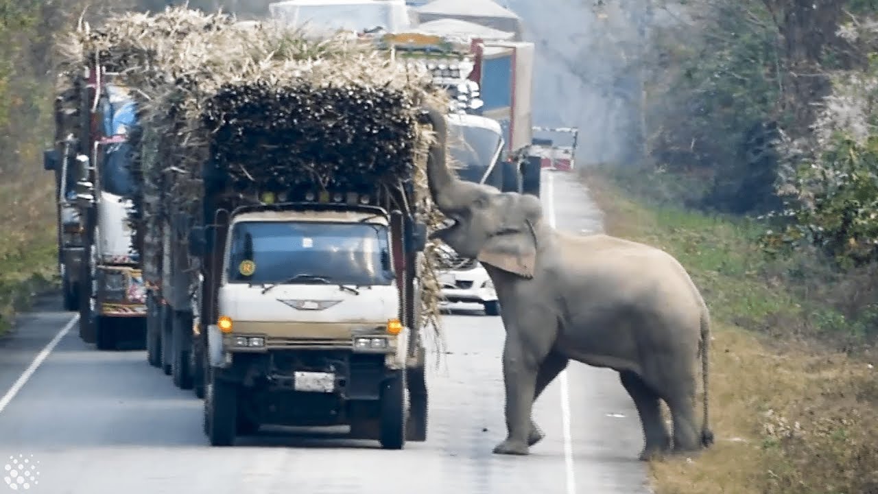 Elephant Blocks Trucks To Steal Bundles Of Sugar Cane From Them - YouTube