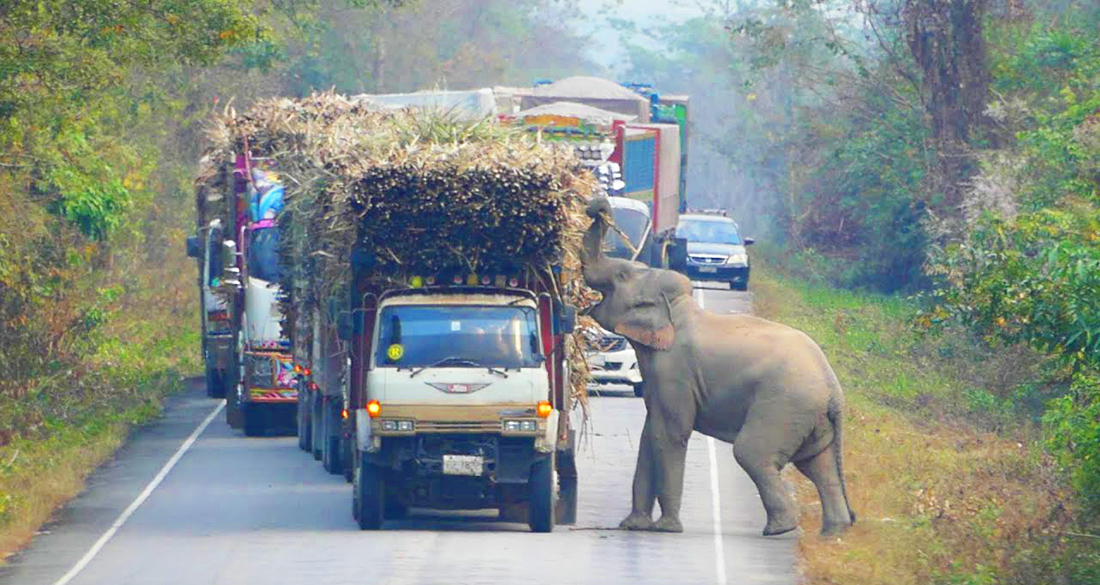 Elephant Stops Passing Trucks To Steal Bundles Of Sugar Cane - Aanavandi  Travel Blog