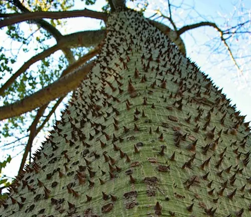 Silk Floss Tree - Forestry.com