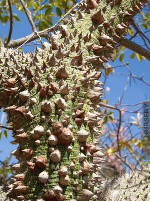 So Unusual, Thorny Silk Floss Tree Chorisia Speciosa – Kens-Nursery