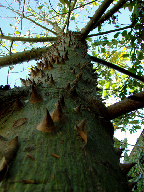 Phillip's Natural World: 7 Trees that Attack