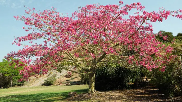 Silk Floss Tree - Forestry.com