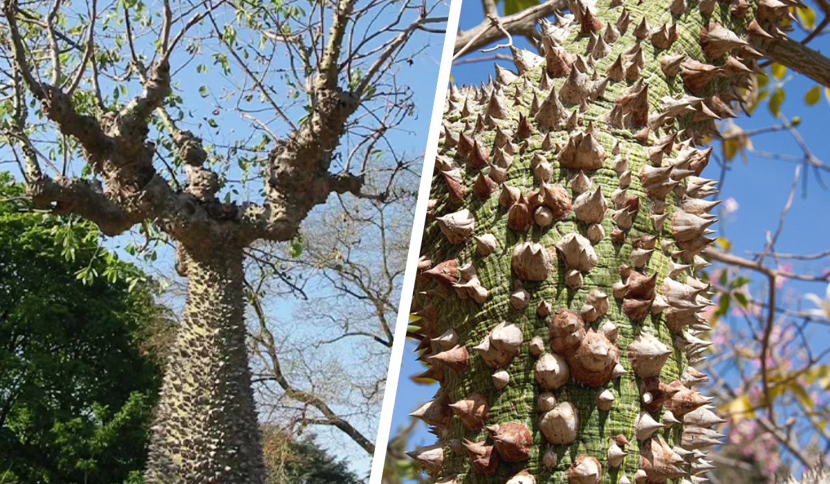 silk-floss-tree.png