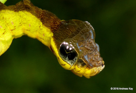 Snake Caterpillar l Amazing Defense - Our Breathing Planet