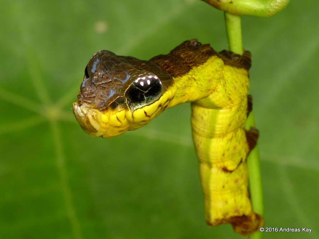 Snake-mimic caterpillar, Hemeroplanes triptolemus, Sphingi… | Flickr