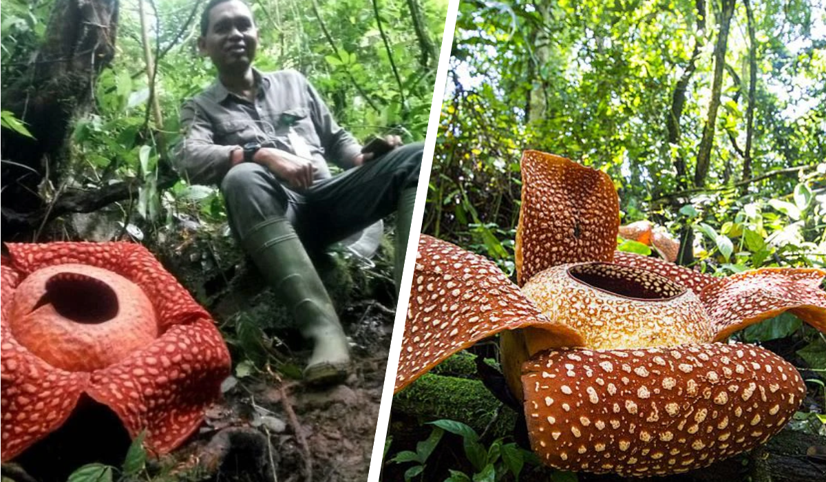 rafflesia tuan mudae