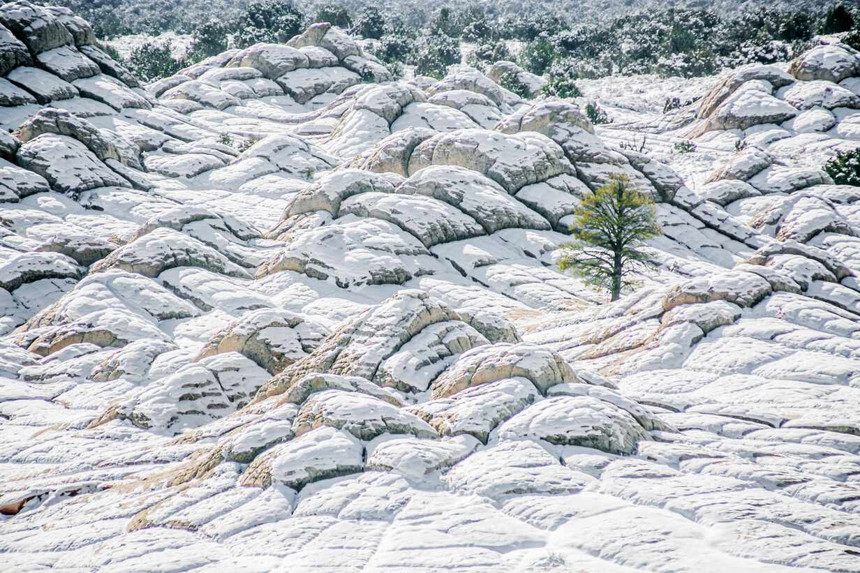 Lone tree at wintery White Pocket in Vermilion Cliffs, AZ stock photo