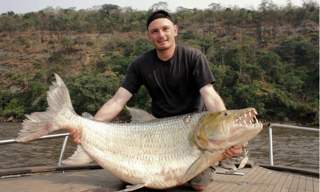 Goliath Tigerfish - A-Z Animals