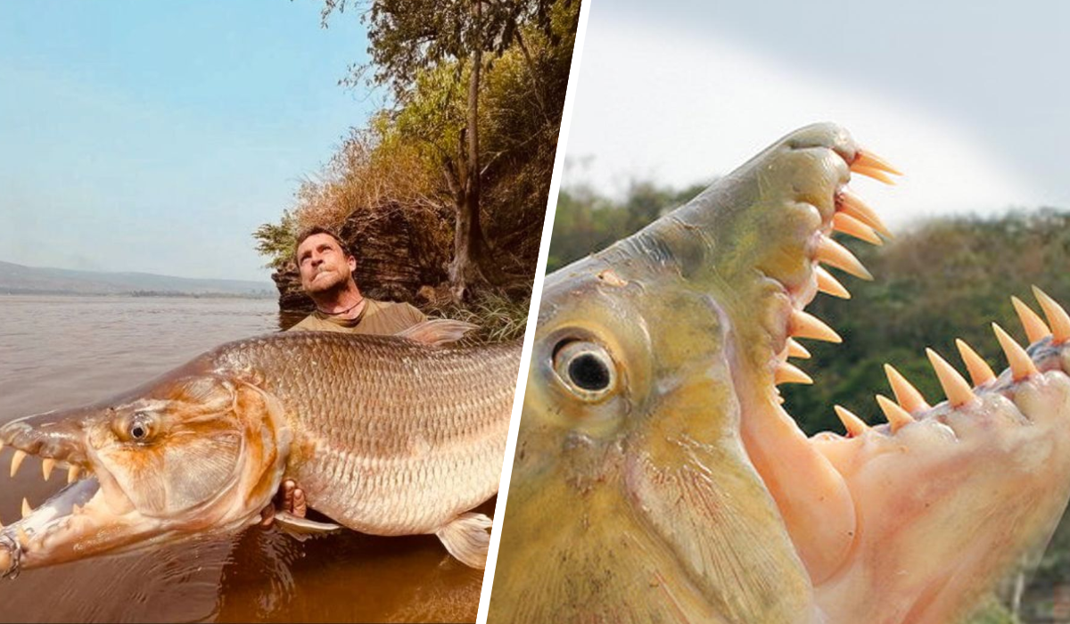 goliath-tigerfish.png