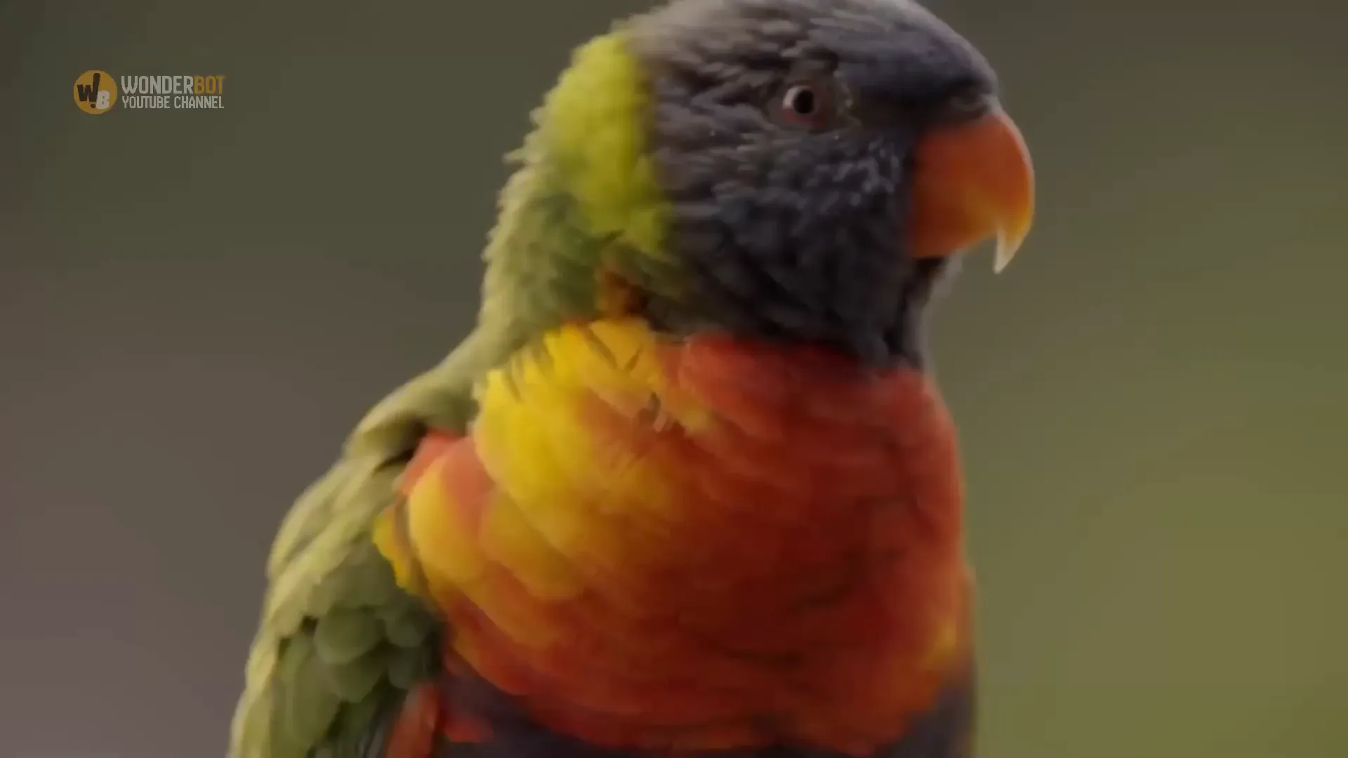 The colorful parrot discovered in the nest