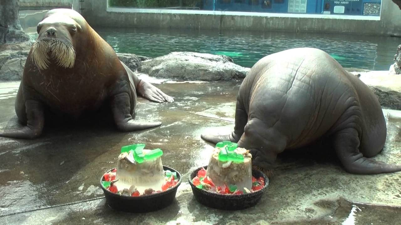 Happy 22nd Birthday to Walruses Siku & Uquq at Six Flags Discovery Kingdom