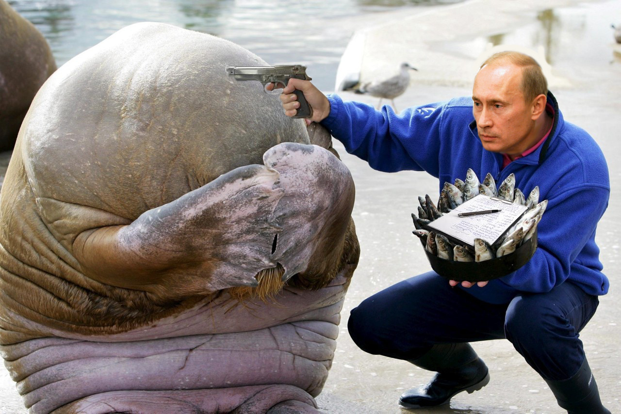 Walrus is surprised with a fish cake for its birthday : r/pics