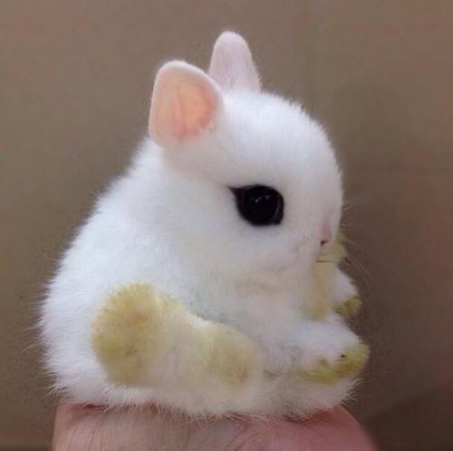 This bunny looks like a marshmallow with eyes!! : r/aww