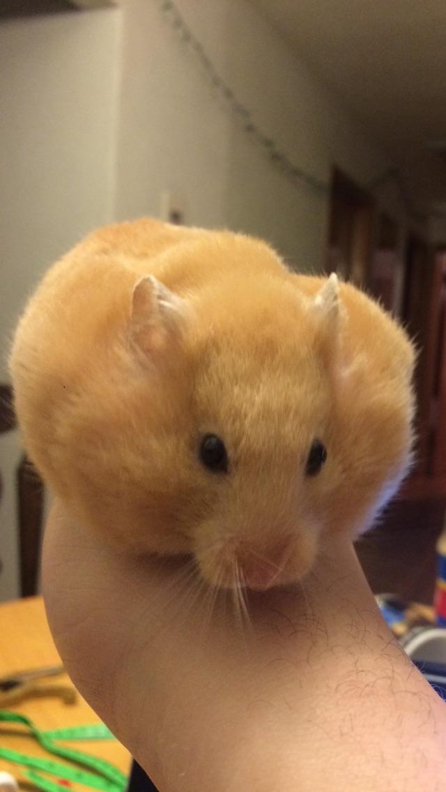 Potato : r/hamsters