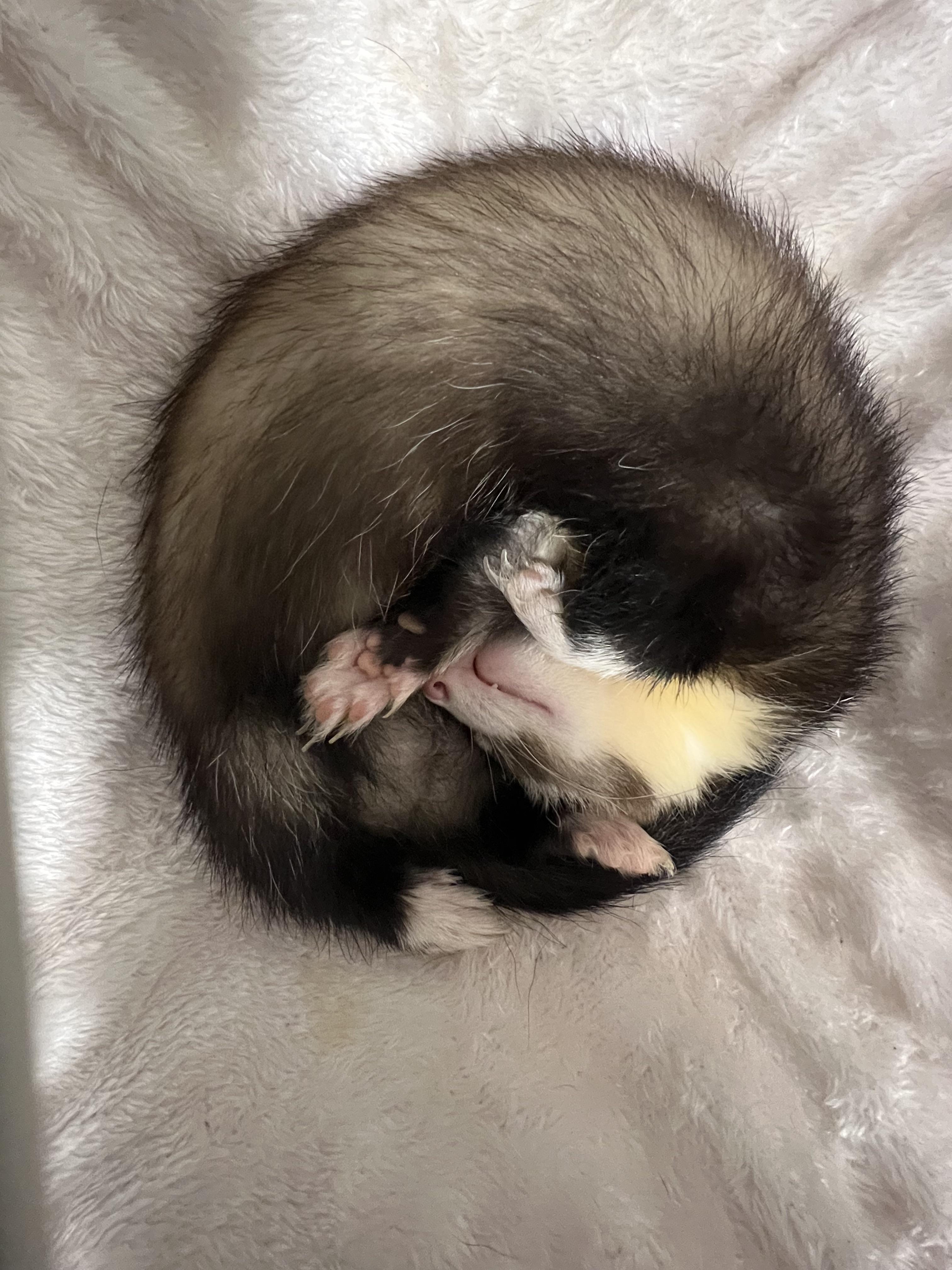 Perfect cinnamon roll : r/ferrets