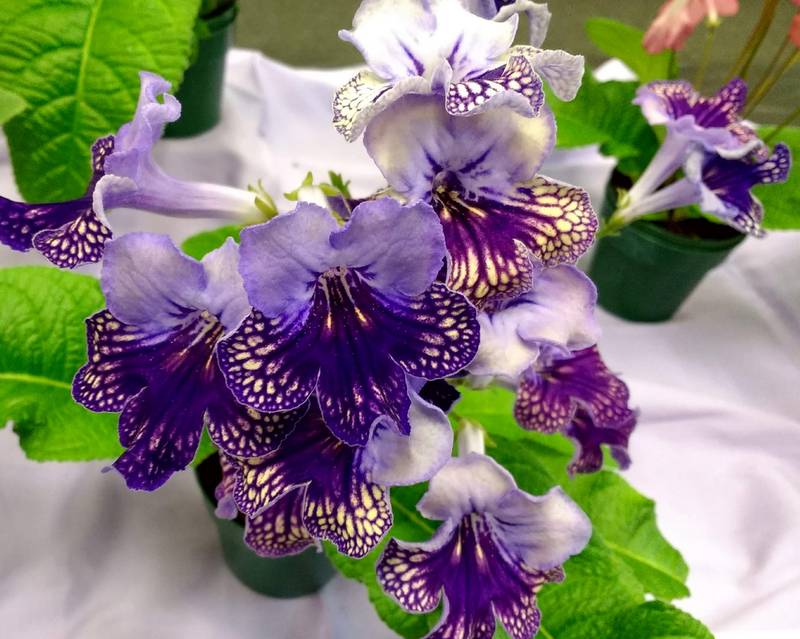 Streptocarpus 'Harlequin Lace' | From the strep collection | Flickr