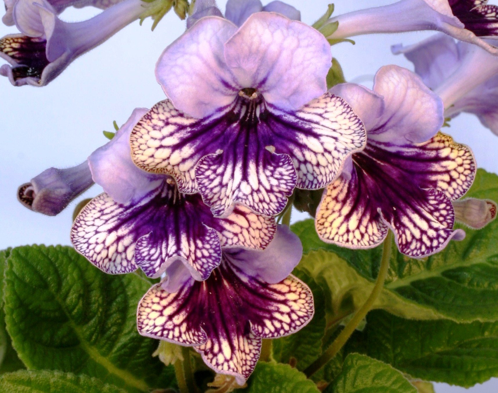 Streptocarpus/Cape Primrose Harlequin Collection : Amazon.de: Garden