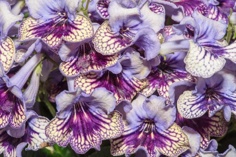 Streptocarpus 'Harlequin Lace' (Cape Primrose)