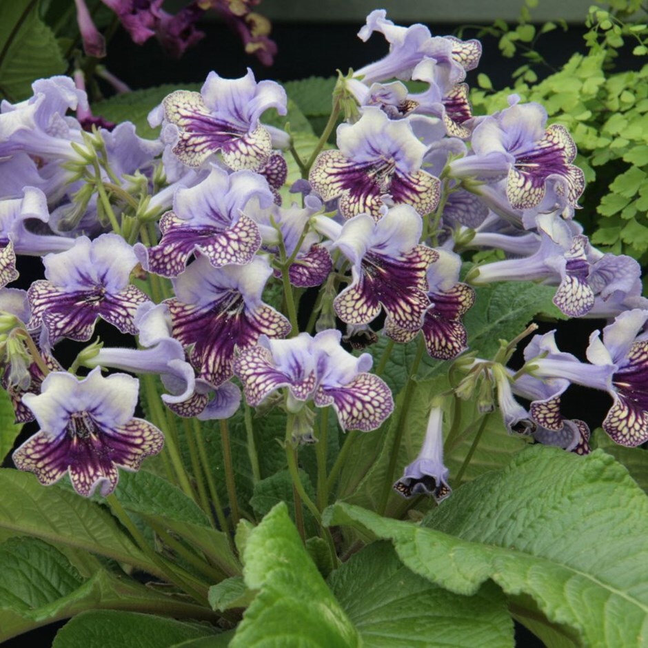 Buy cape primrose Streptocarpus 'Harlequin Lace (PBR)': Delivery by  Waitrose Garden