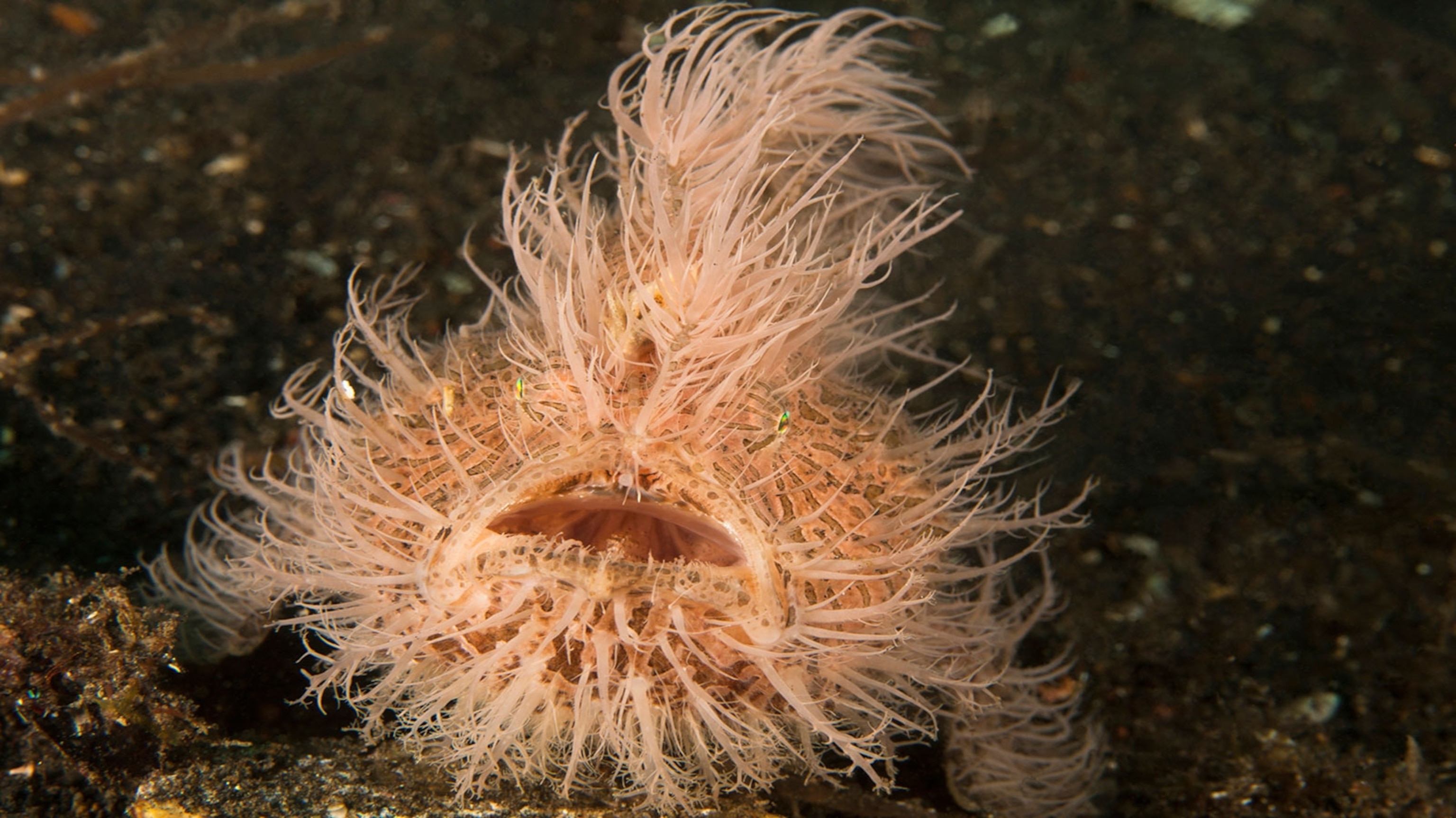 Hairy Frogfish