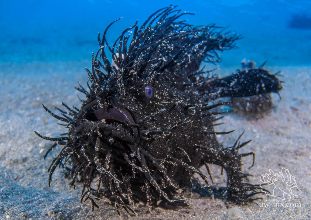 How to Photograph 'Frogfish' | uw-pix.com