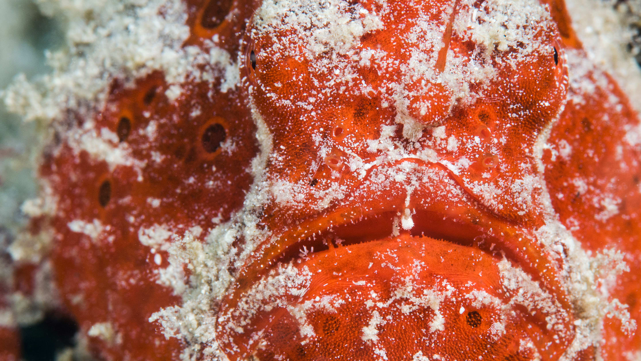 Frogfish, the Camouflaged Killer of the Deep | Roundglass | Sustain