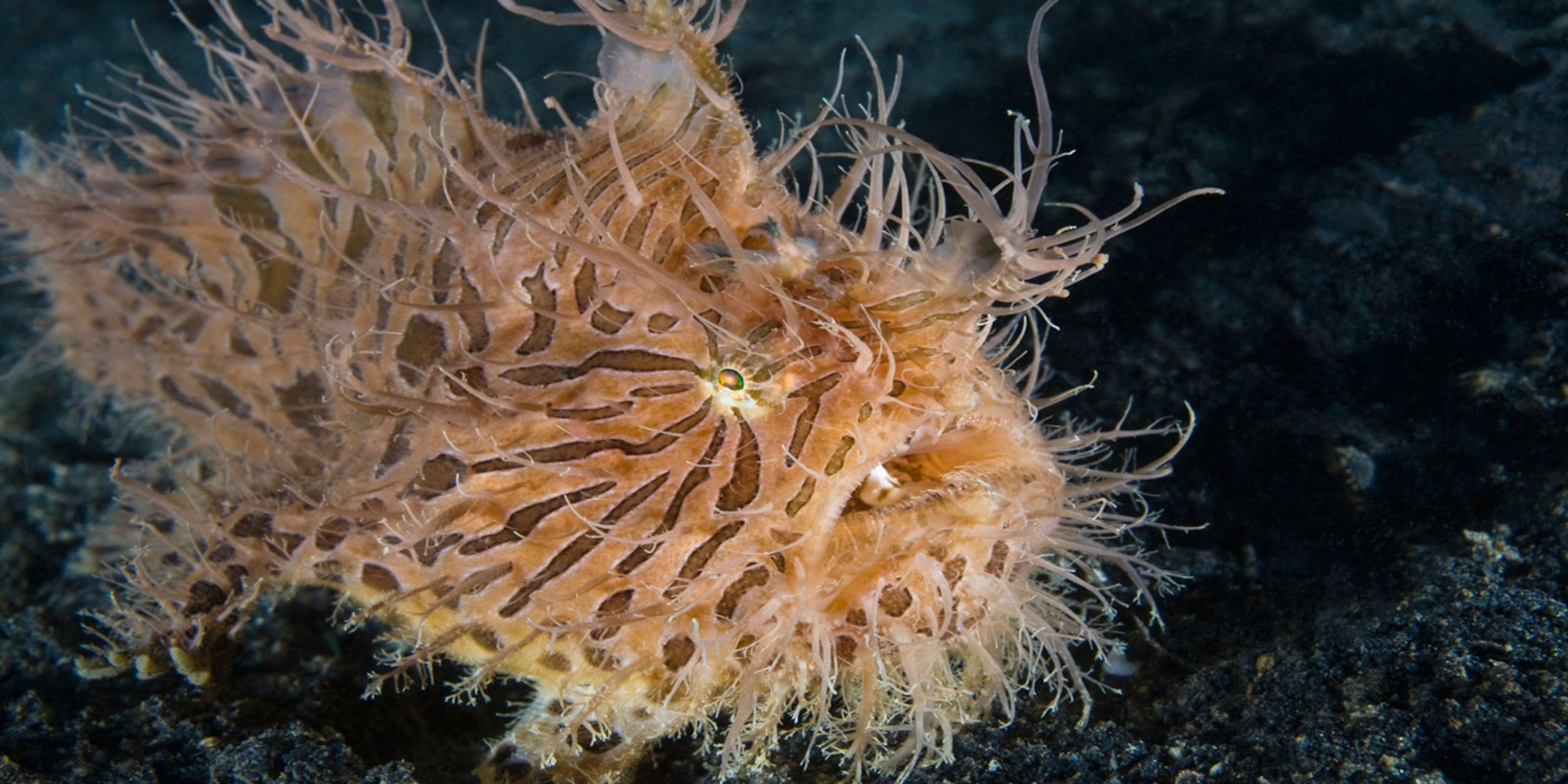 Hairy Frogfish