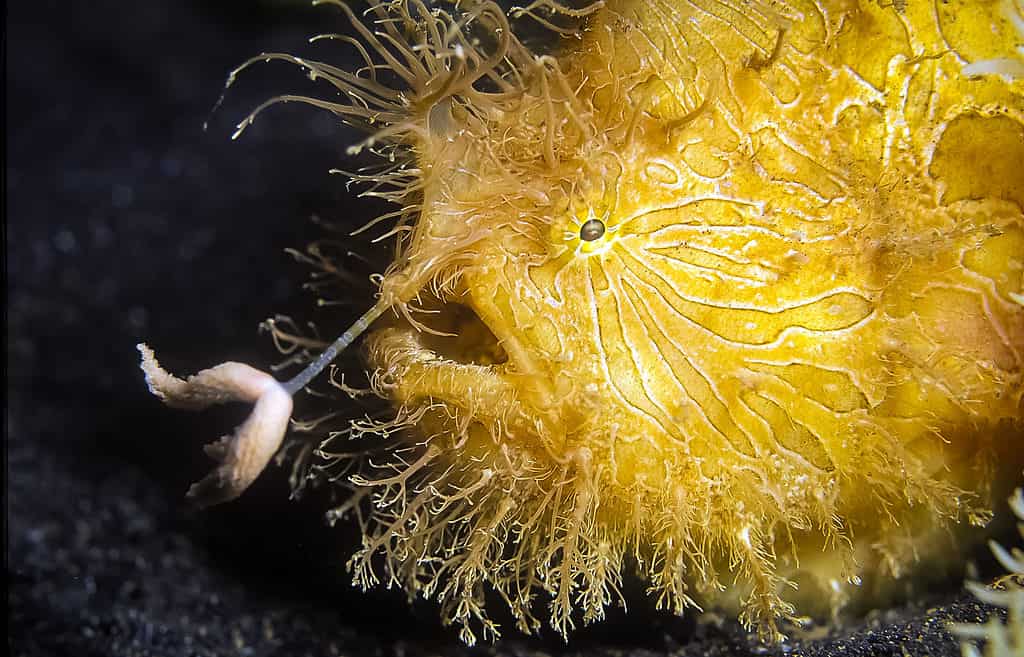 Hairy Frogfish - A-Z Animals