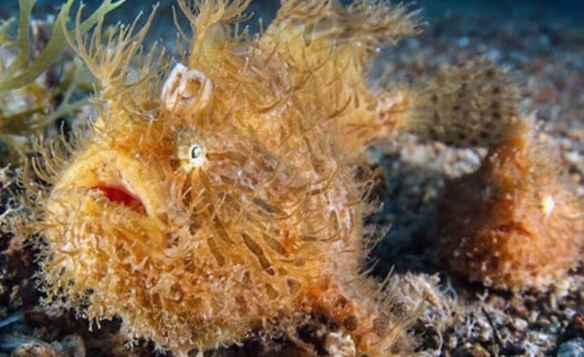 The Freaky Hairy Frogfish | Critter Science