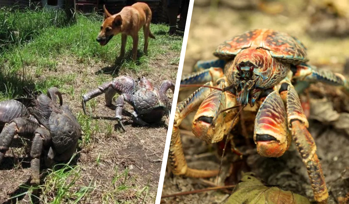 coconut-crab.png