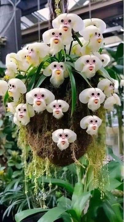 The Captivating Enigma of the Monkey Orchid (Dracula simia) - Pngland.com