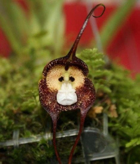 Orchid Monkey Face Purple – The Exotic Seed Emporium