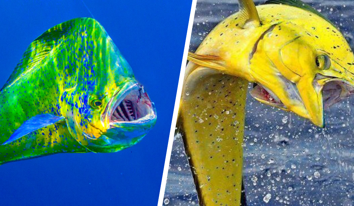 yellow-mahi-fish.png